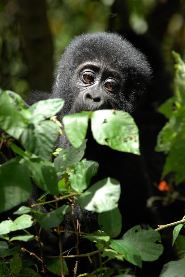Nkuringo Bwindi Gorilla Lodge Bagian luar foto