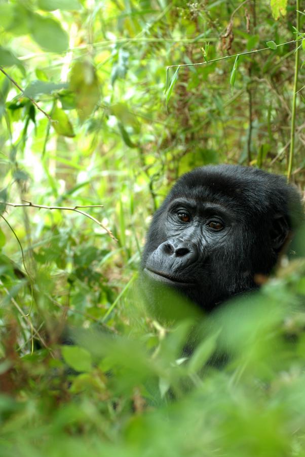 Nkuringo Bwindi Gorilla Lodge Bagian luar foto