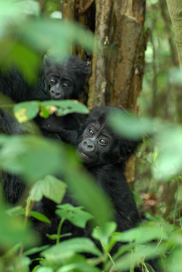 Nkuringo Bwindi Gorilla Lodge Bagian luar foto